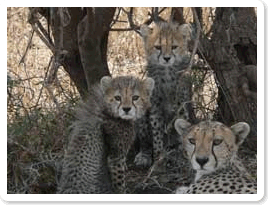 cheetahfamily
