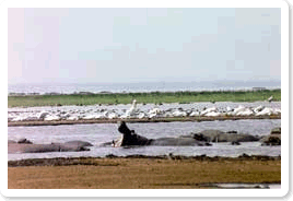 Lake Manyara shoreline with Hippo