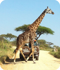 A2T Guides on safari