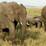 elephants_walk