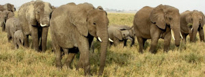 elephants_walk