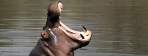 hippo_growl