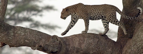 leopard_climbs