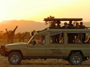 access-tanzania-safari-vehicle-giraffes