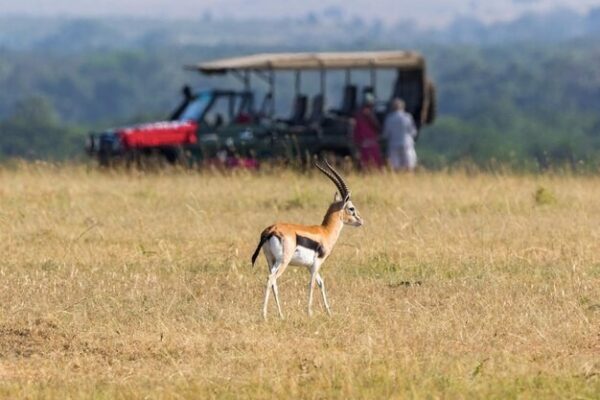 National Park Safari