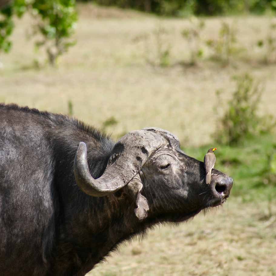 wildebeest-bird wildebeest-bird